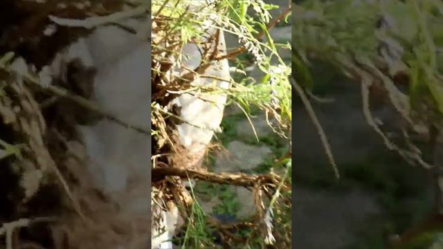 Зеленые истории