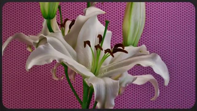 Поздравление! С праздником 8 марта! смотреть онлайн