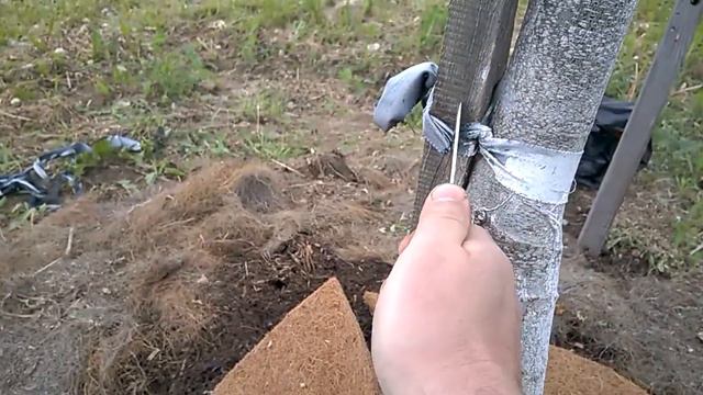 Подвязка грецкого ореха к опоре смотреть онлайн