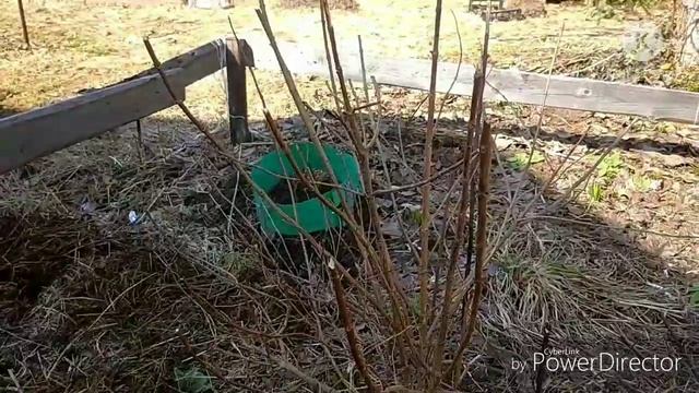 Мини-киви Дженни. Открытие весной. Тонкости агротехники. смотреть онлайн