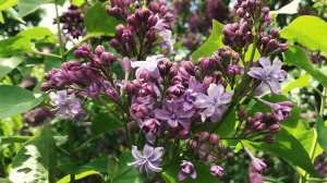 Лучшие сорта сирени в ботсаду МГУ. Саженцы сирени в Москве