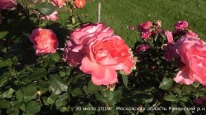 Обзор розы Ю ар бьютифул (Флорибунда) - You're Beautiful (Fryer  2007)