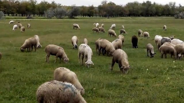 Ягнята. (Овцы) - Просто видео пасущихся ягнят. смотреть онлайн