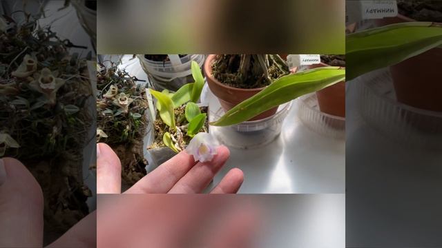 Цветение миниатюрных орхидей смотреть онлайн