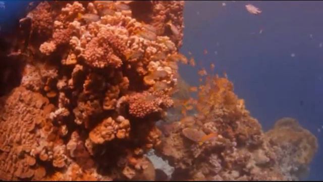 Mozart Flute Quartet D Major K.285 Allegro смотреть онлайн