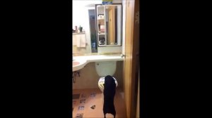 Умная собака ходит в туалет в унитаз!