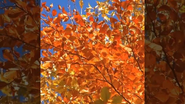 Бархат осени | Николай Илюхин 2014 г. смотреть онлайн