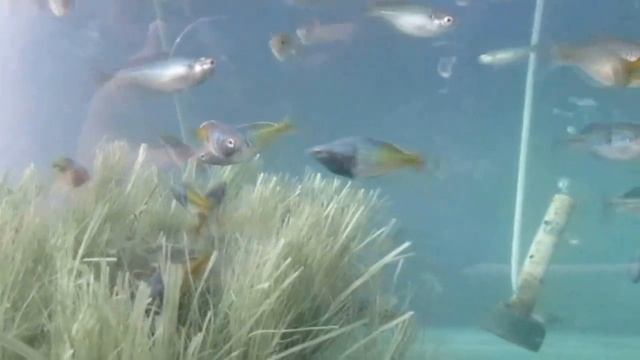 my melanotaenia boesemani breeding, galaxi aquatic смотреть онлайн