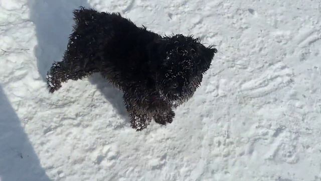 Алабай троллит цверга и черныша смотреть онлайн