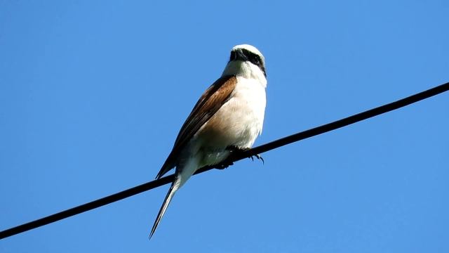 Сорокопут-жулан, Red-backed shrike смотреть онлайн