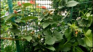 ВЫРАЩИВАНИЕ ЕЖЕВИКИ ТРИПЛ КРАУН В СИБИРИ Сибирская Мини Дачка