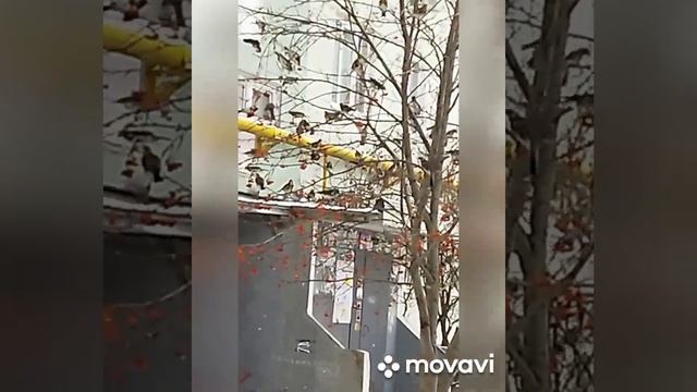 Что это за птички? смотреть онлайн