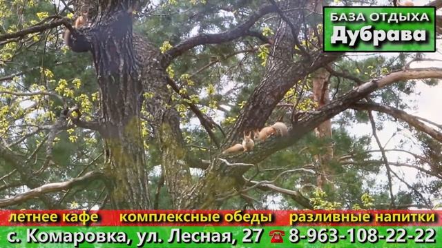 База отдыха Дубрава смотреть онлайн