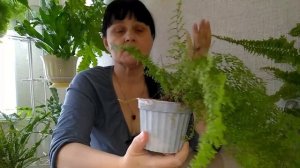 Мои комнатные растения // Как вырастить Нефролепис // Уход и содержание