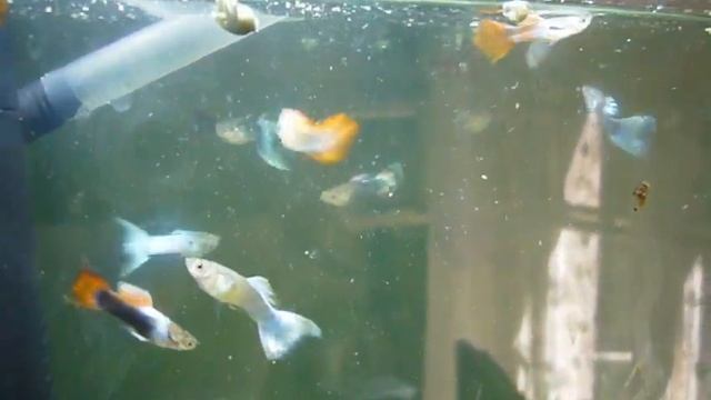 голубые гуппи,японские голубые гуппи,гуппи микс,эндлеры,красный тигр смотреть онлайн