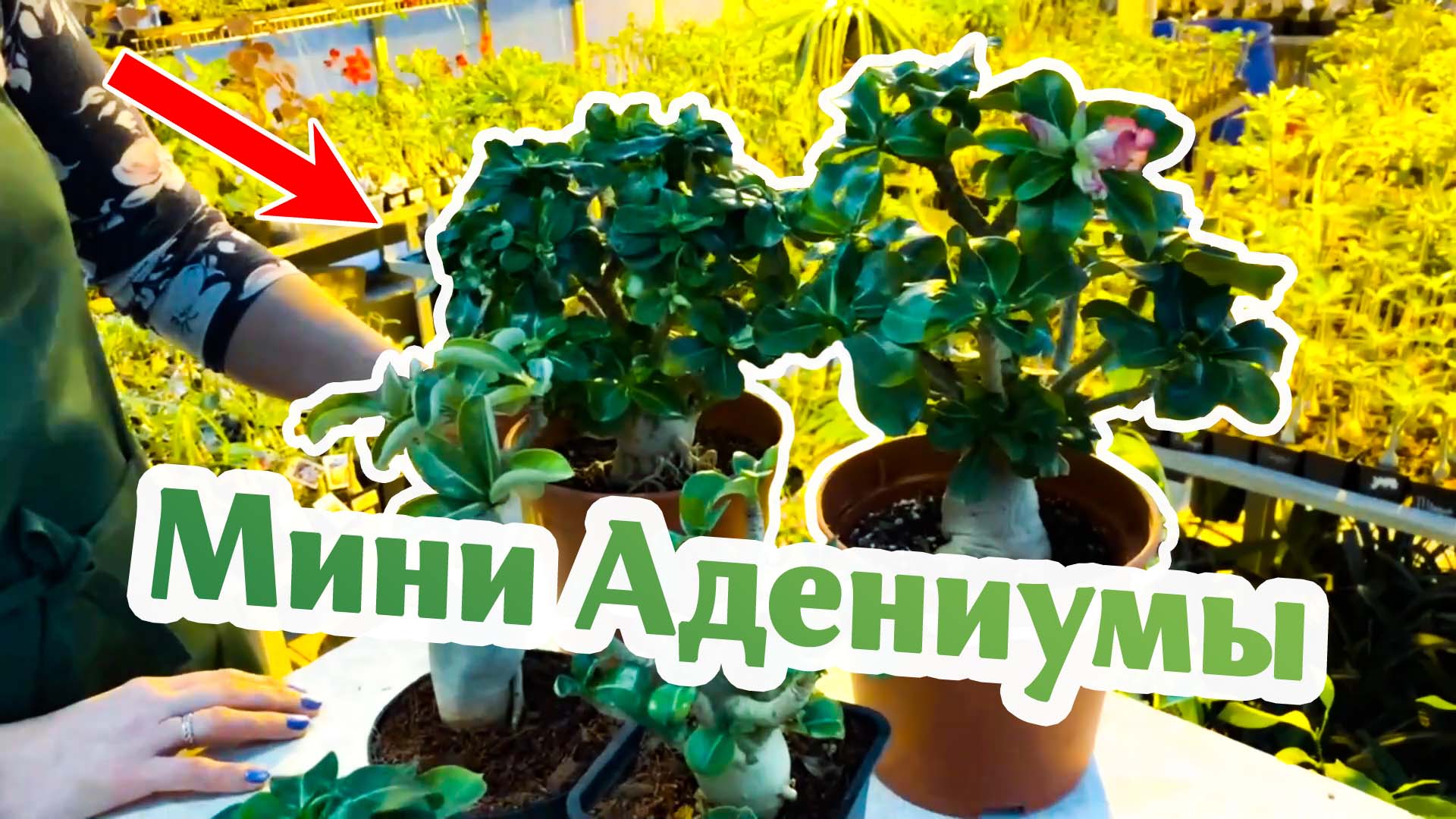 Мини Адениумы - Что Это?