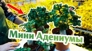 Мини Адениумы - Что Это?
