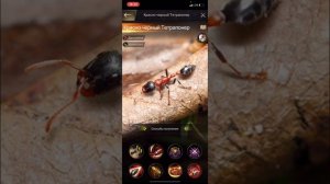 Топ-10 муравьев. The Ants. Underground kingdom.