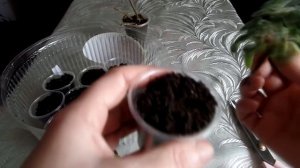 Размножение аихризона (Aichryson) черенками в домашних условиях