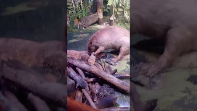 Воронежский заповедник с бобрами))) смотреть онлайн