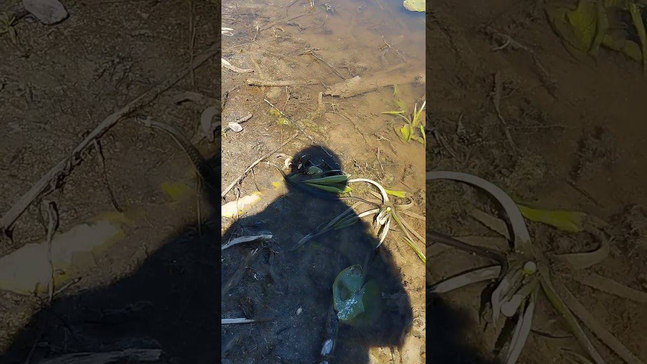Встретил змею на рыбалке. #shortvideo #рыбалка #fishing #fishingvideo #природа #весна смотреть онлайн