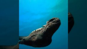 Морская игуана - существо уникальное! #shorts #животные