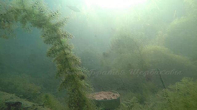 СЕКРЕТ ЛИНЕВОЙ ПОКЛЕВКИ разгадан! ЧЕРВЬ или ОПАРЫШ? Насколько ЛИНЬ ПУГЛИВ? Подводные съемки смотреть онлайн