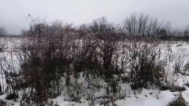Натаскиваем эстонскую гончую на зайца/покатушки смотреть онлайн
