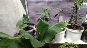 Маракуйя зимой