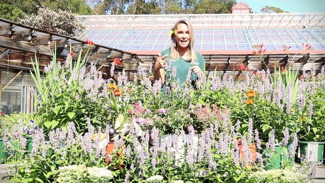 Plant of the Week: Agastache 'Blue Fortune' смотреть онлайн