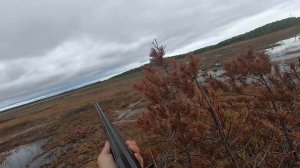 Охота на гуся в Карелии #охотанагуся