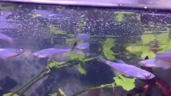 Данио перламутровый (жемчужный) / Danio albolineatus