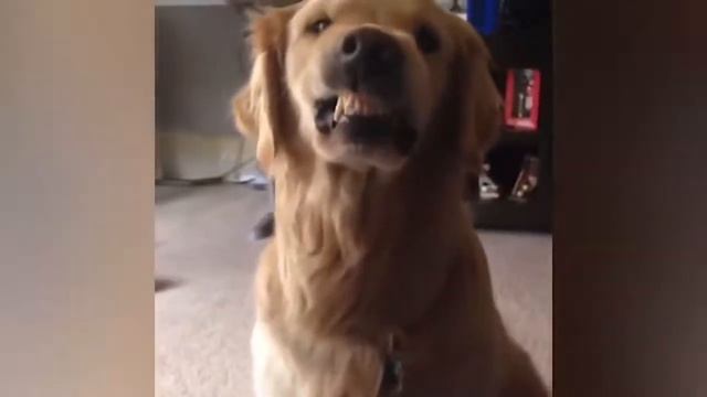 Забавные и милые животные #20 смотреть онлайн