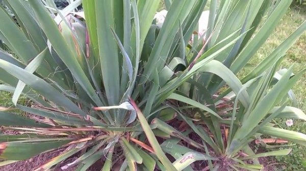 Уличная Юкка/Street Yucca