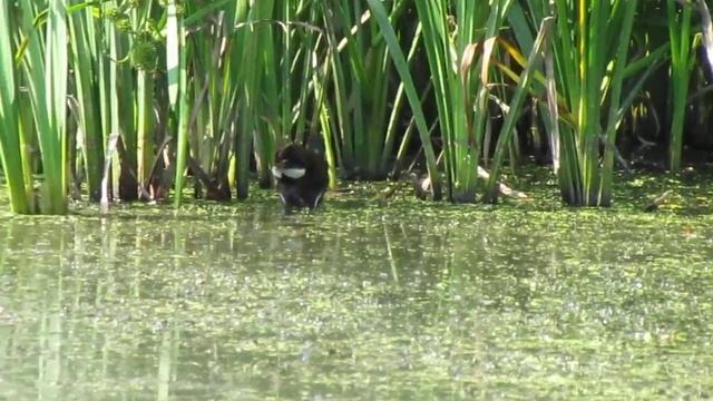 Курочка водяна / Камышница / Gallinula chloropus смотреть онлайн