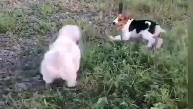 Mochi D' Beagle Lakwatsa Serye 2 смотреть онлайн