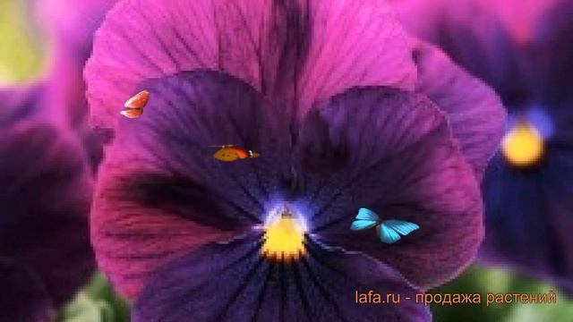 Виола ампельная Парпл ? ампельная виола Парпл обзор: как сажать, семена виолы Парпл смотреть онлайн