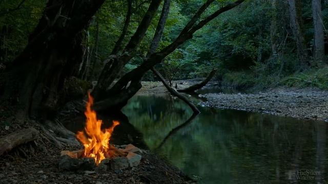 Как пересадить замиокулькас в другой горшок? смотреть онлайн