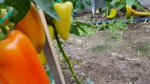 Перец Сибирский князь. Урожайный и надежный парень