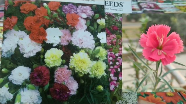 सर्दियों के बीज कब लगाए | Winter Flowers Seeds Details | 100+ Winter Flower Seeds