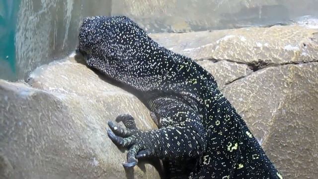 2/2. Парк флоры и фауны "Роев Ручей". Часть Вторая смотреть онлайн