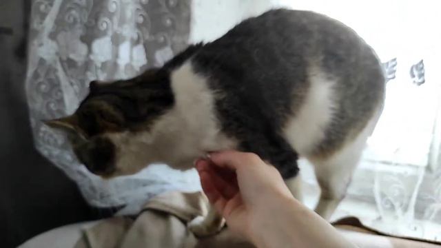 Кот снова грустный, потому что пришёл снова грязный. Ругаю кота смотреть онлайн