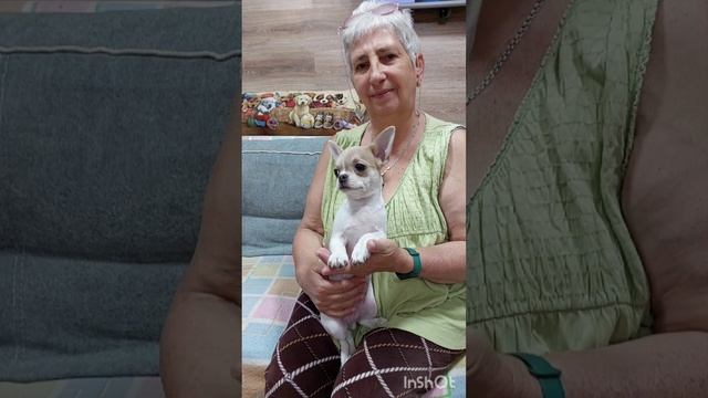 Эйлен Донан Купидонович продажа чихуахуа питомник Кастропуло Крым +79787458062 viber WhatsApp teleg смотреть онлайн