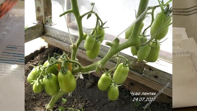 Томаты открытого грунта , которые я сажала в 2019 и буду сажать в 2020 смотреть онлайн