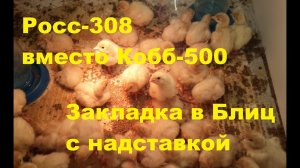 Инкубация Блиц Норма и Блиц Луппер. Росс-308 вместо Кобб-500