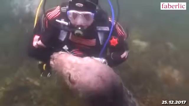 Время вперёд! Топ наших открытий 2017 года боевые тюлени, вечные дороги и др