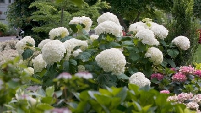 Гортензия часть первая смотреть онлайн