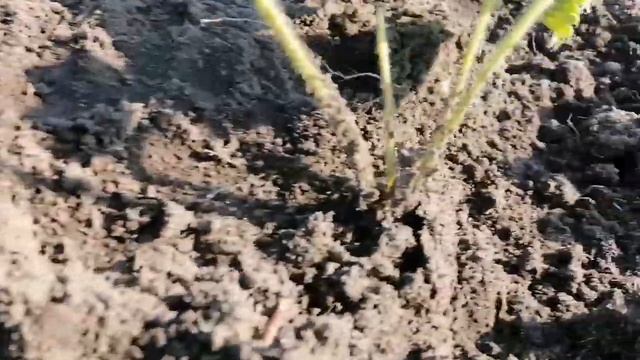 Пересаживаем клубнику ранней осенью. А вы тоже так делаете? смотреть онлайн