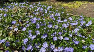 Как быстро закрыть землю под туями☘️ Барвинок☘️ Вечнозелёный почвопокровник