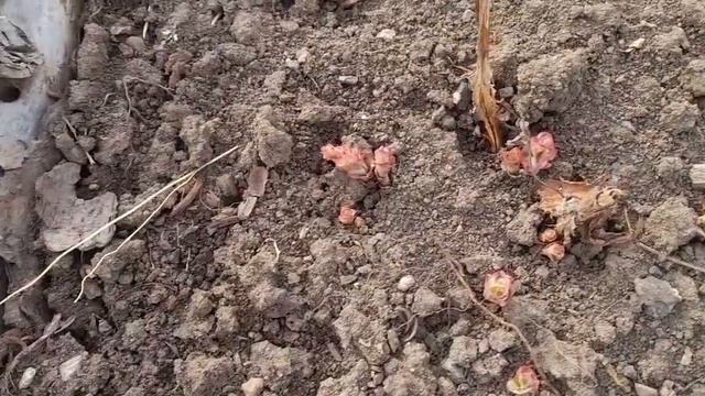 Мои шесть соток, прогулка. смотреть онлайн